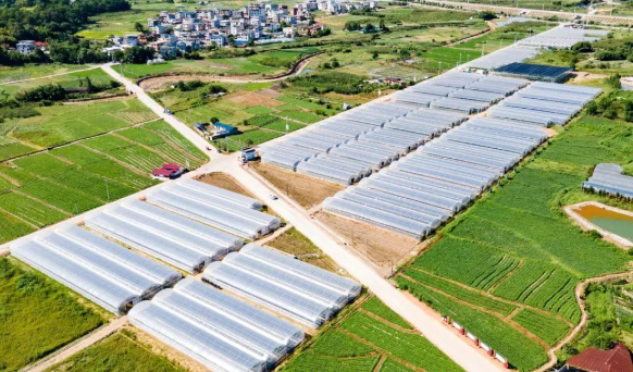 地中宝地瓜种苗组培基地。图源：龙岩市融媒体中心