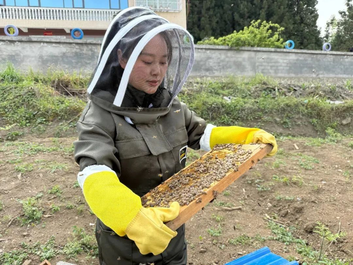 袁小梅正在查看蜜蜂产蜜情况。徐丽洁 摄