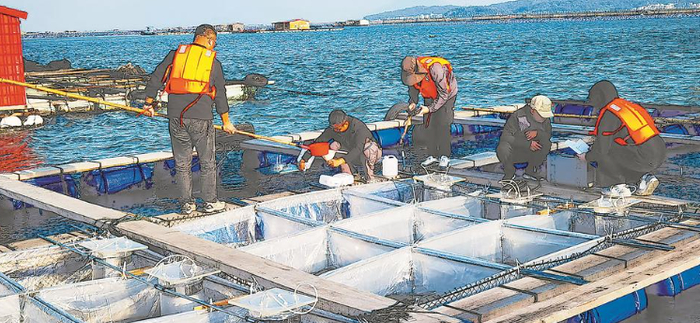 海洋三所汤坤贤团队正在海上围隔区进行实验。