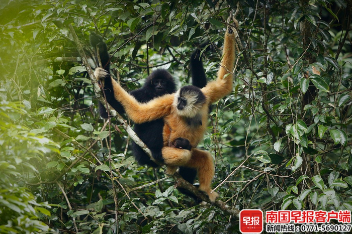 能拍到东黑冠长臂猿同框很是幸运。黄嵩和 摄