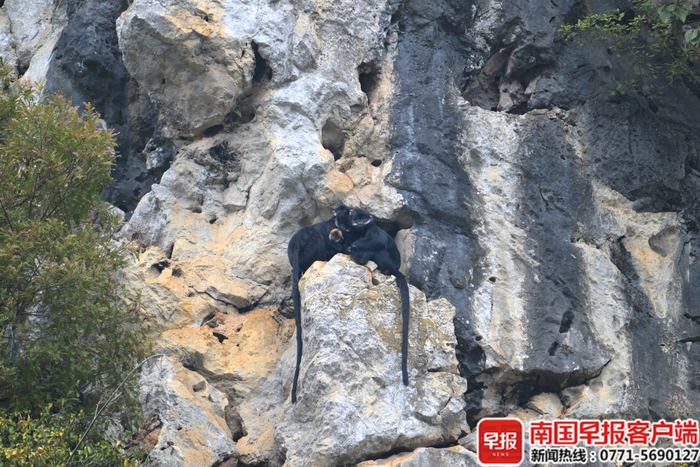 黑叶猴群拥抱在一起的画面温馨有爱。陈凤福 摄