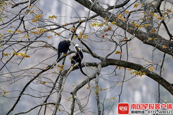 4月1日下午，这只被救助过的白头叶猴（左）在一棵岭南酸枣树上觅食。黄嵩和 摄