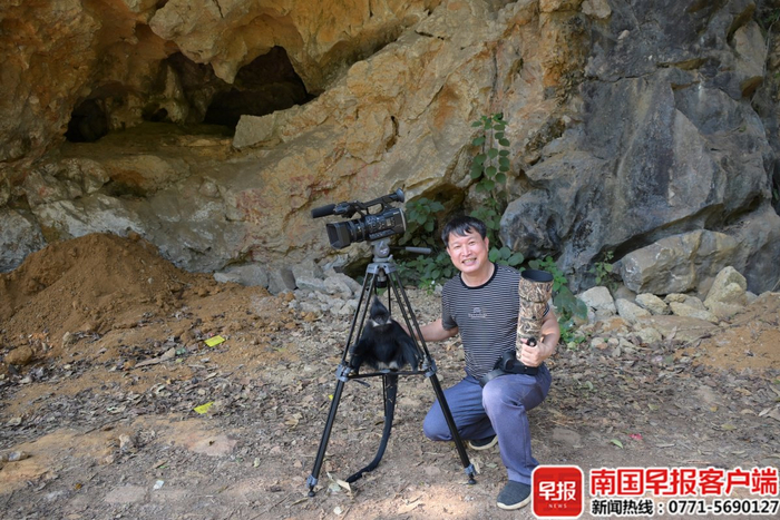 因为长期追拍，黑叶猴渐渐熟悉了陈凤福，主动跳到摄影架上玩耍。受访者供图