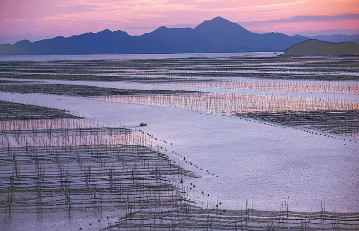海带具有显著的固碳作用。图为霞浦县大面积养殖海带。福建日报记者 林熙 摄