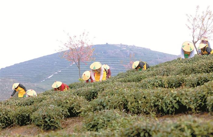 图为近日,在福建省福鼎市佳阳畲族乡恒春源有机白茶基地内,采茶工采摘白茶。