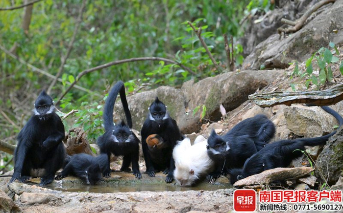 黑叶猴群在饮水。陈凤福 摄