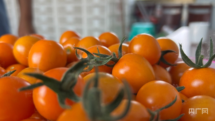 太兴村小番茄丰收（央广网记者  王姝姝  摄）