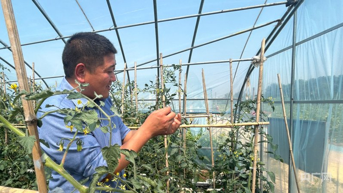 陈雨在大棚里检查番茄（央广网记者  王姝姝  摄）