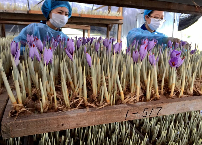 林芝天旺农牧产品有限公司藏红花种植基地工作人员采摘藏红花。赵新民摄