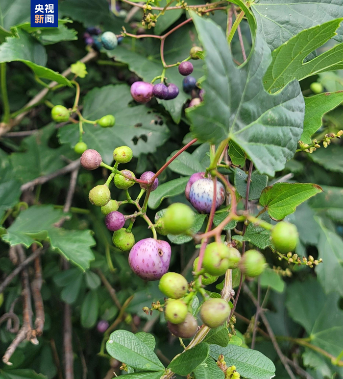 我国本土葡萄属植株