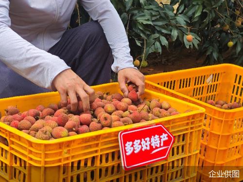 ▲“2025多多好特产”专项深入数十个农产区,助力各地农户增产增收。