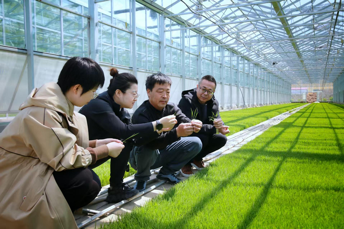 农业技术人员在育种大棚内查看苗情