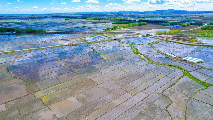 桦南县水稻示范田