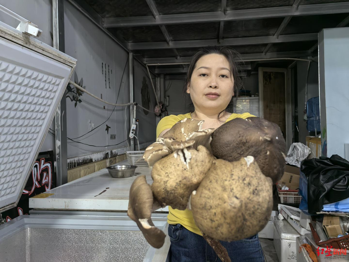 ▲林兰展示售价每公斤上千元的鸡枞