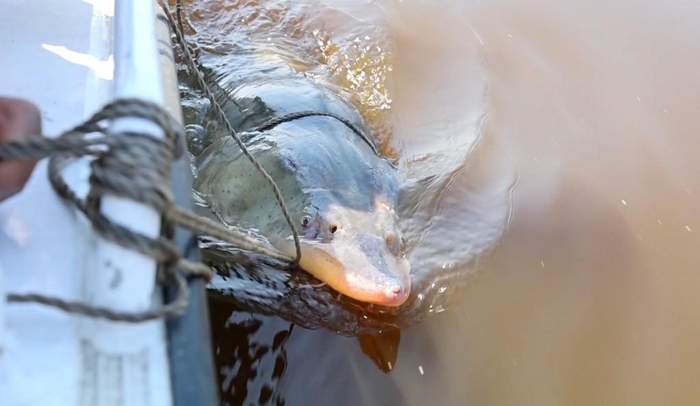 渔政快艇将达氏鳇带到深水后放生