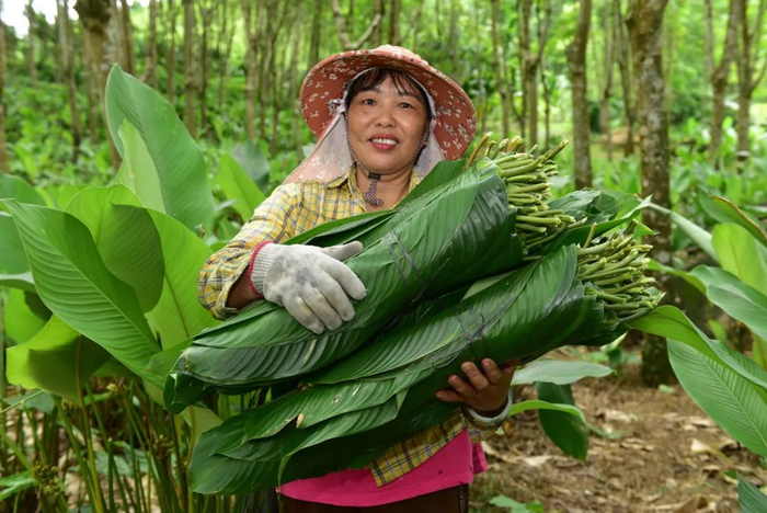 村民在采摘粽叶。林小丹 摄