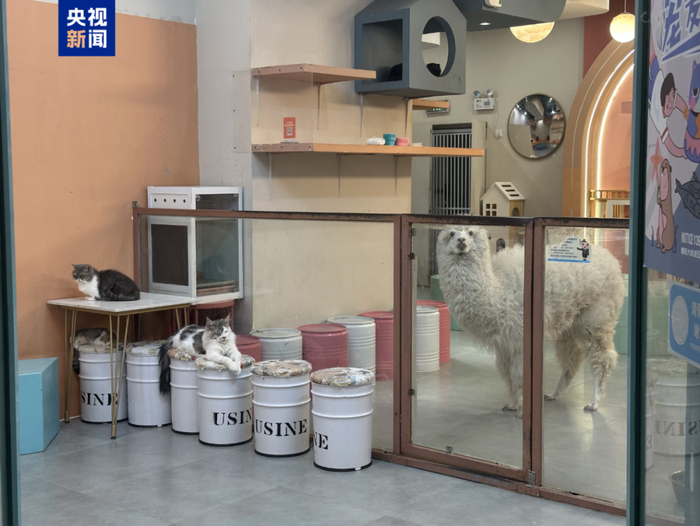 △一家位于商场内的“高端萌宠店”
