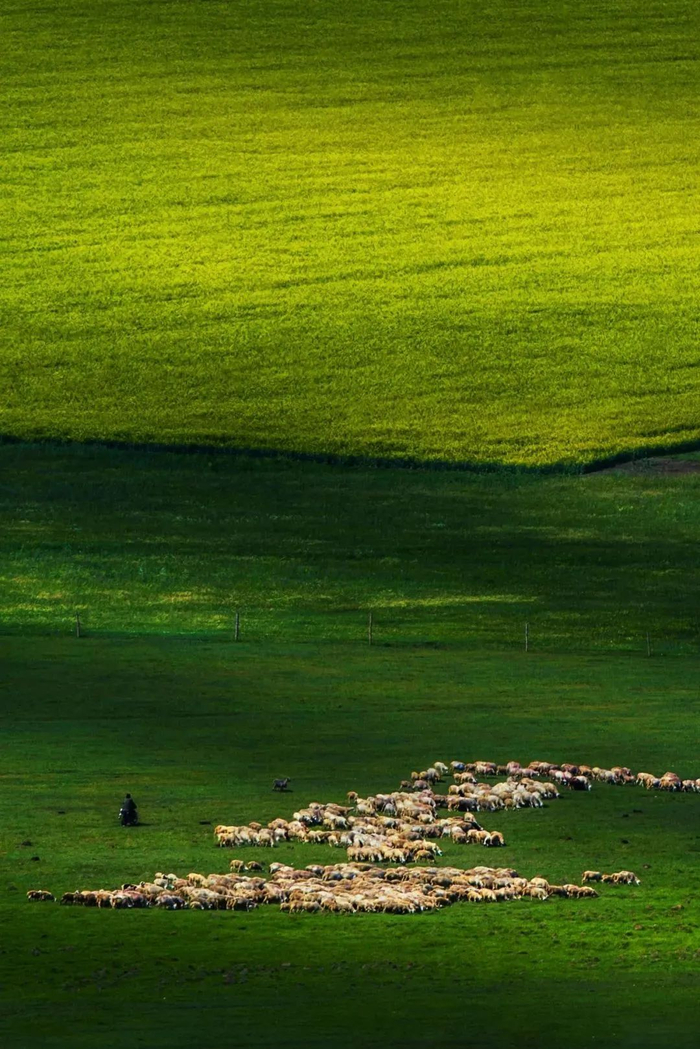 　　这里绿浪翻滚，牛羊如珍珠散落，骏马踏风，天地自成画卷。