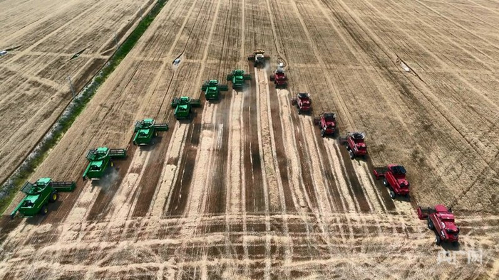 五河县夏收现场（央广网发  李向前摄）