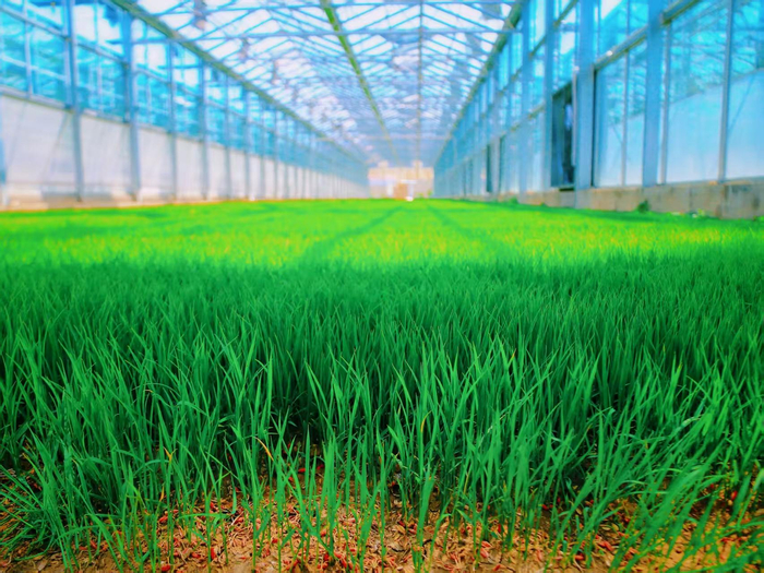 黑龙江福尔中秋农业科技发展有限公司育种大棚