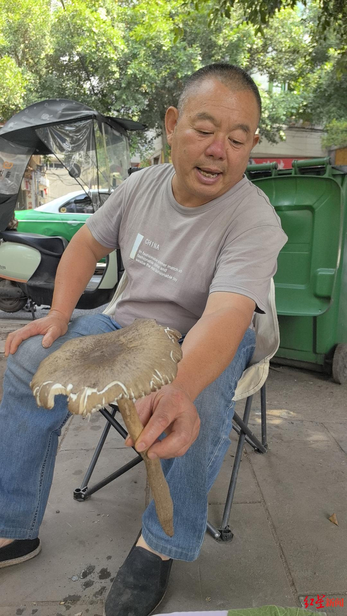 ▲5月26日 一位鸡枞商贩展示鸡枞