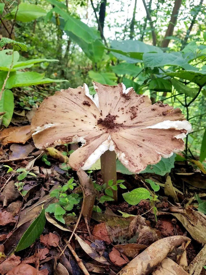 ▲长在田间上头的鸡枞 图据仁寿融媒