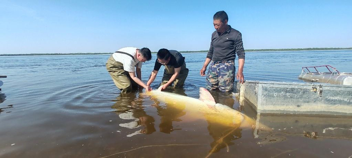 逊克县救护达氏鳇现场（图片由受访单位提供）