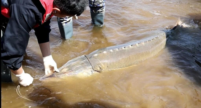 渔政部门人员在救助达氏鳇