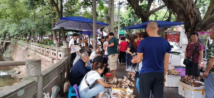 ▲往年五月仁寿鸡枞市场人头攒动 图据仁寿融媒