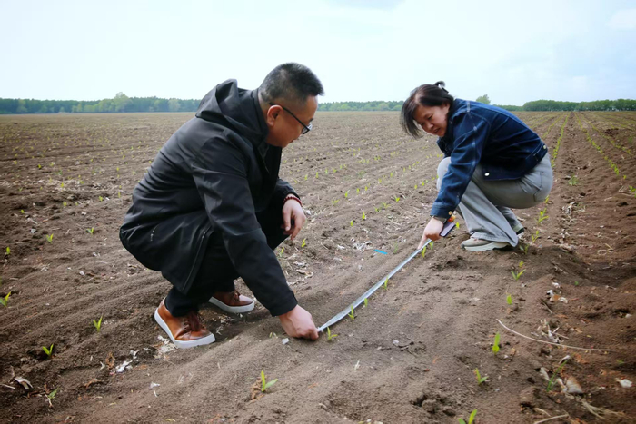 农业技术人员在玉米地查看出苗情况