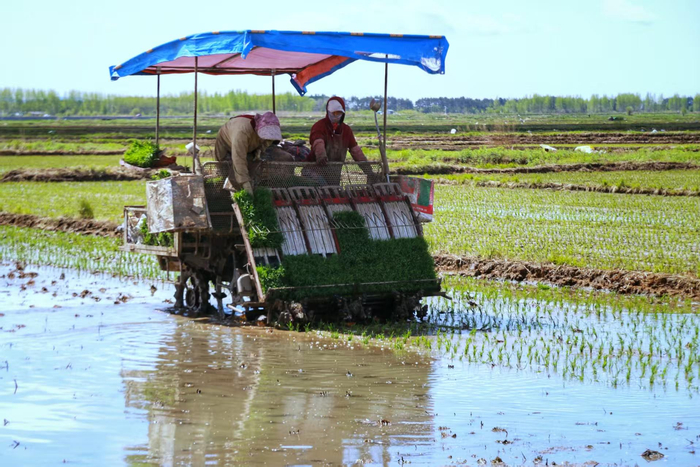 水稻播种现场