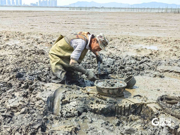渔民于德科在30多厘米深的滩涂里挖蛏子。