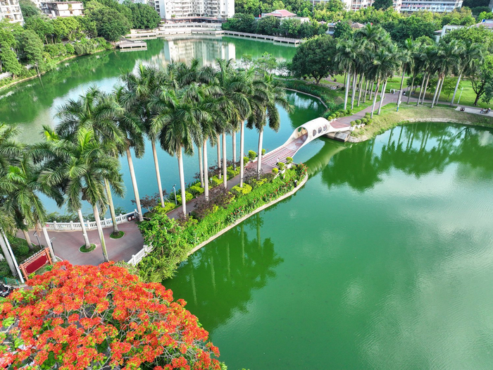 在梧州市潘塘公园，火红的凤凰花与葱郁的草木、清澈的湖水等构成一幅幅初夏生态画卷。（梧州市纪委监委供　林志清/摄）