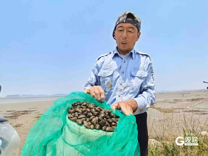 渔民采收的紫彩血蛤上岸。