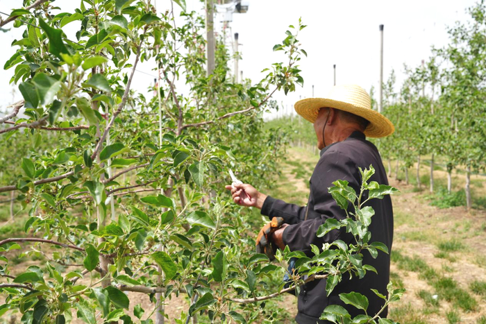 图为静宁县德美智慧园矮化密植苹果种植基地，果农在修建果树。