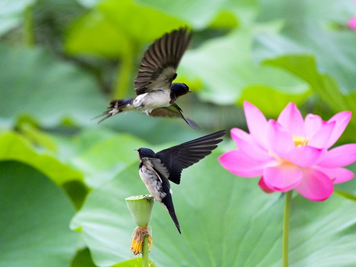 　夏日荷花初绽放，满目美景入画来。（崇左市江州区纪委监委供　梁敏/摄 ）