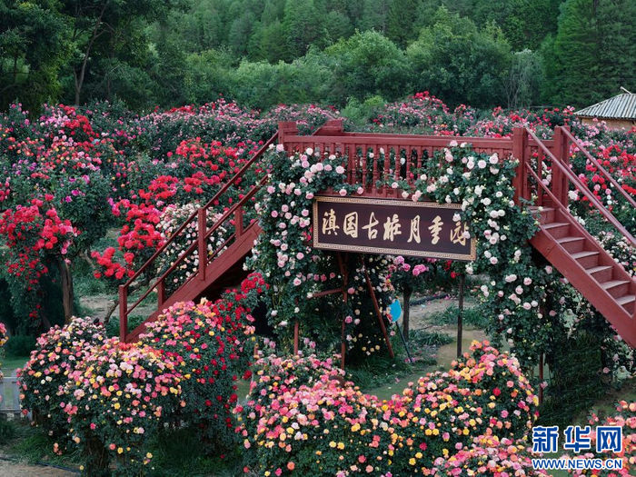 滇国古桩月季园（资料图）。新华网发（昆明滇池国家旅游度假区 供图）