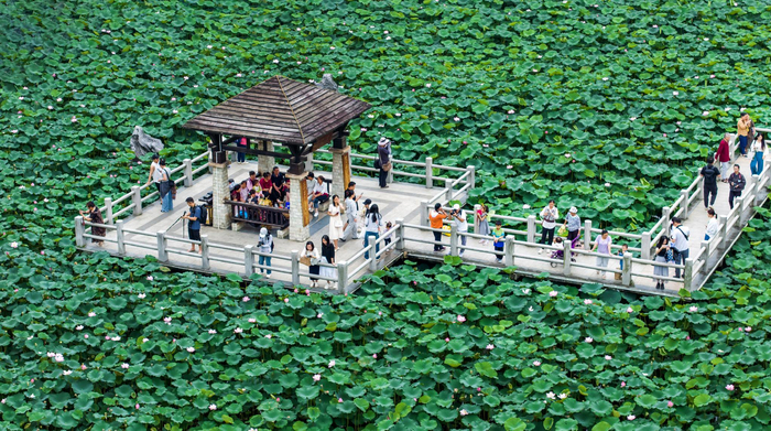 南宁市狮山公园里的荷花竞相绽放，一簇簇粉红色的花朵清香怡人，吸引了许多游客前来赏花拍照。（宾阳县纪委监委供　曾祥忠/摄）