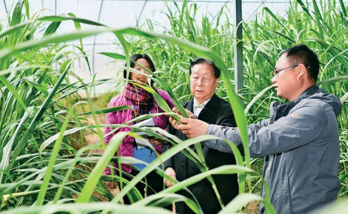 图为2021年3月29日，林占熺（中）在宁夏银川市永宁县闽宁镇农户刘昌富的大棚里查看菌草生长情况。 图源：新华社