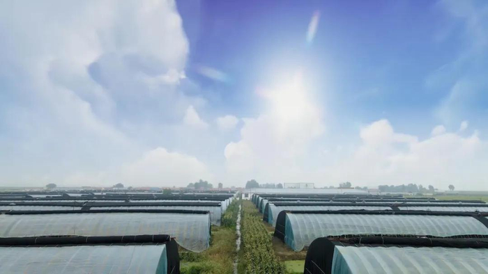 ▲同修仁德农场现有99个鸭棚，养近20万只鸭，日产蛋量约19万枚。李洋｜摄
