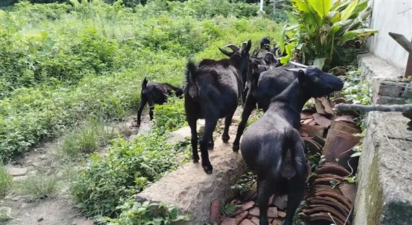 △ 南方农户零星养殖的几只山羊