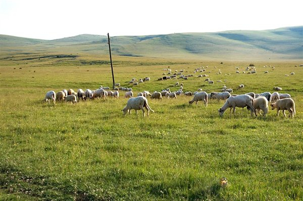 △ 北方草原的绵羊群?Nomad Beg