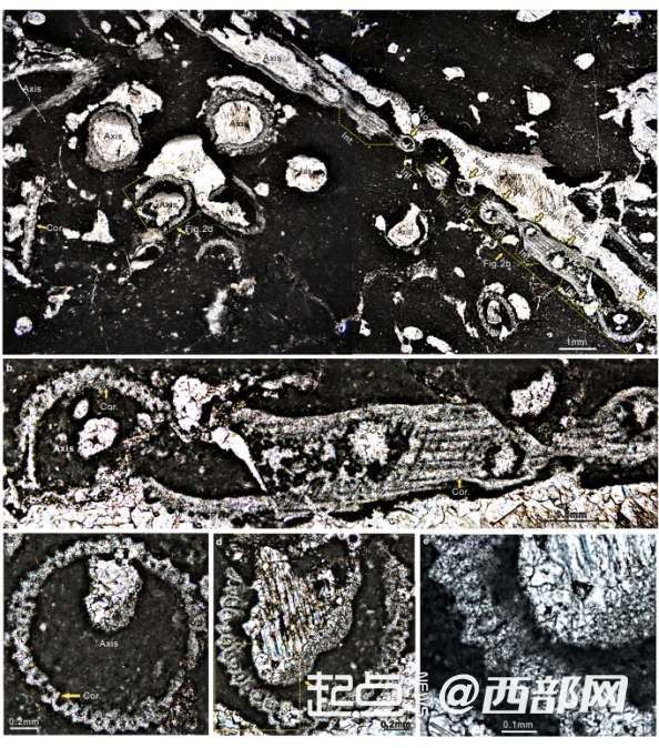 已知最古老的轮藻门化石奇迹塔里木轮藻Tarimochara miraclensis