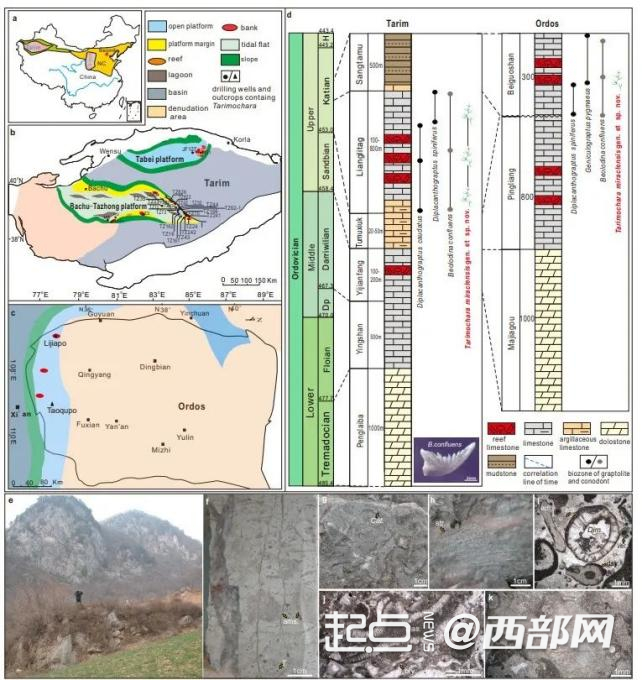 奇迹塔里木轮藻Tarimochara miraclensis产出地区和层位