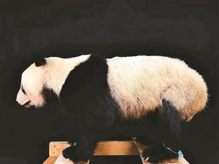 秦岭博物馆陈列的大熊猫标本。