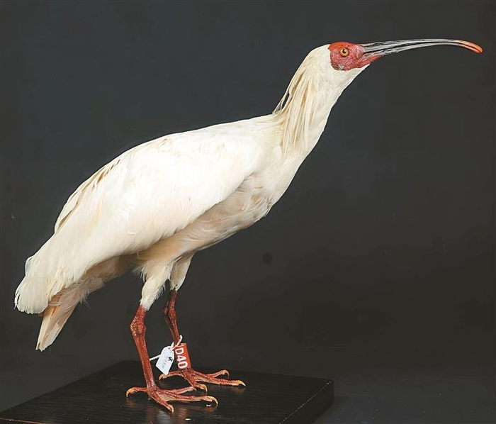 秦岭博物馆陈列的朱鹮标本。