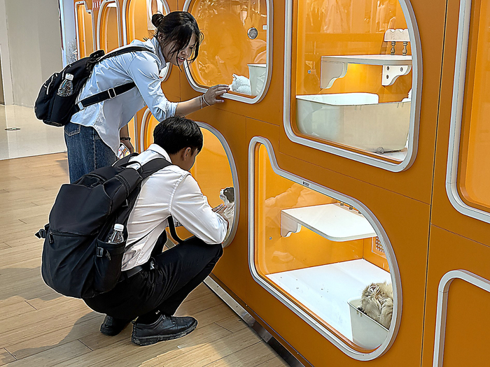     商场内透明的猫柜吸引过往路人。    本报记者卢丽婷 摄