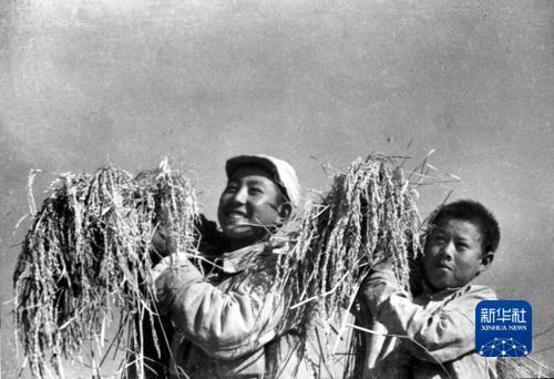 黄金似的谷穗，黄金似的童年。沙飞 摄