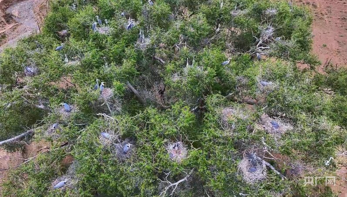 苍鹭在百年古树安家（央广网发  贵德县融媒体中心供图）