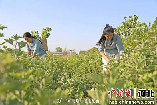 图为村民在收割艾草。 郭江鹏 摄